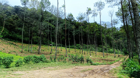 scenery of the road in the beside of a green nature forest