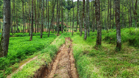 scenery of the path in the middle of green forestの写真素材