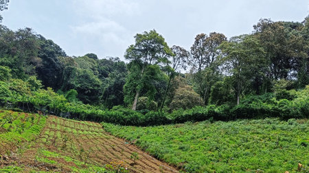 Panoramic of vegetable plantations terraced at the foot of the mountainの写真素材