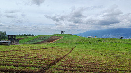 Landscape view of green plantation with mountain background and blue skyの写真素材
