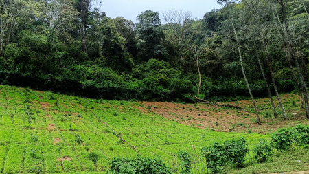 Panoramic of vegetable plantations terraced at the foot of the mountainの写真素材