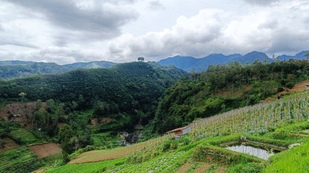 Panoramic of vegetable plantations terraced at the foot of the mountainの写真素材