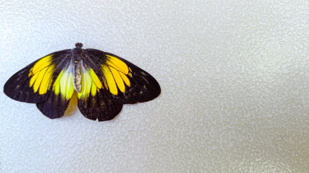 Yellow and black butterfly insect landed on the white wallの写真素材