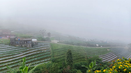 Landscape of terraced farming with a misty atmosphereの写真素材