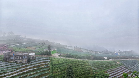 Landscape of terraced farming with a misty atmosphereの写真素材