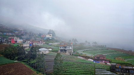 Landscape of terraced farming with a misty atmosphereの写真素材