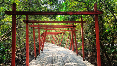 wooden bridge with red gate decoration in the middle of the mangrove forestの写真素材