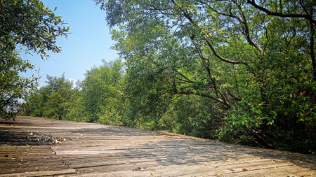 wooden bridge to the harbor in the middle of mangrove forestの写真素材
