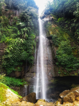 Waterfall in the middle of a pine forestの写真素材
