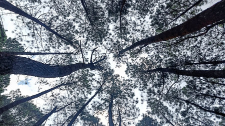 Bottom angle view pine forest with tall trees and thick leavesの写真素材