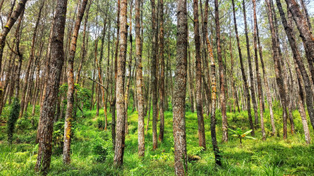 green forest atmosphere with tall pine treesの写真素材