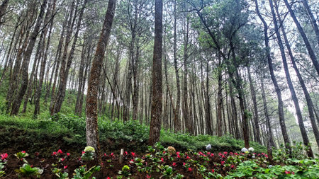 green forest atmosphere with tall pine treesの写真素材