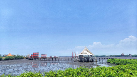 view of the mangrove forest on the beach with blue skyの写真素材