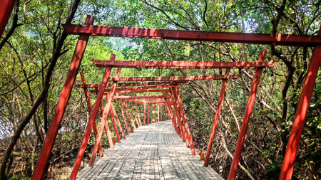 wooden bridge with red gate decoration in the middle of the mangrove forestの写真素材