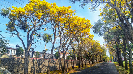 panoramic of Tabebuya trees with yellow flowers bloom on the side of the roadの写真素材