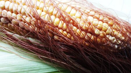 raw green corn pealed with its threads closeup