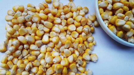 healthy raw sweet corn isolated on white backgroundの写真素材