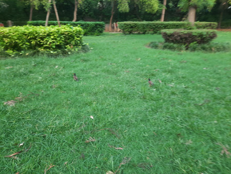 Bird on green grass in the garden, natural background and wallpaper.