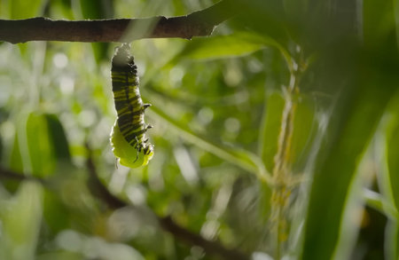 Caterpillar of the Papilio machaon in nature