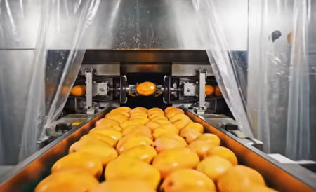 Conveyor belt with ripe persimmon on production line in modern factory. Industrial backgroundの写真素材
