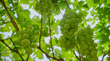 green grapes on the vine in the vineyard with nature background.