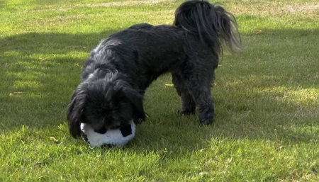 A black and white dog playing with a ball in the garden.