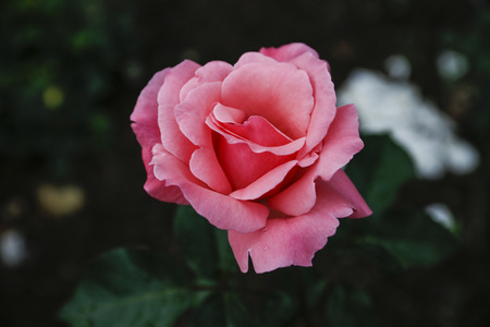 May rose in the morning