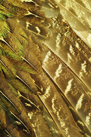 background, feather, bird 2の写真素材