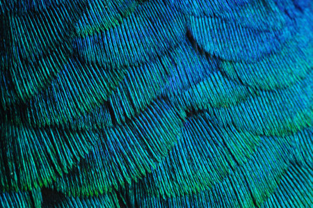 background, feather, bird 4の写真素材