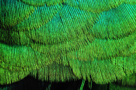 background, feather, bird 5の写真素材