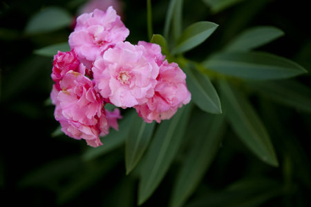 pink flowers on grren background