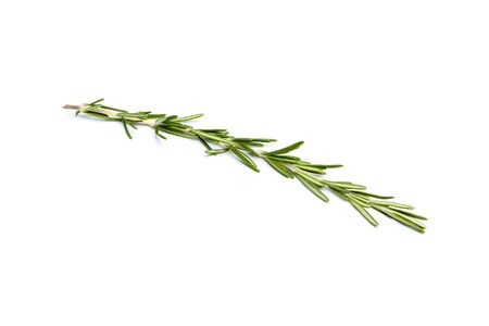 Fresh green sprig of rosemary isolated on a white backgroundの写真素材