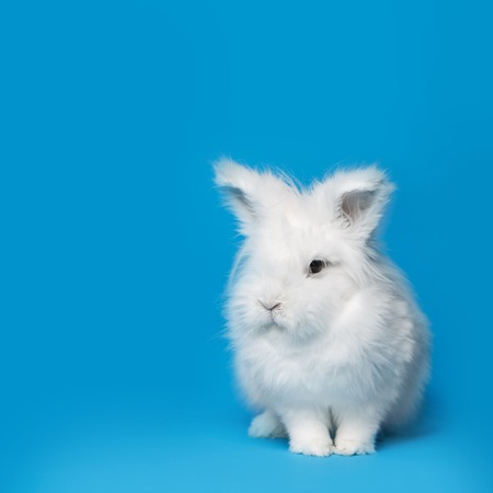 Video of small white rabbit on blue screen
