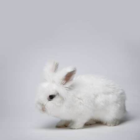 Video of small white rabbit on blue screenの写真素材
