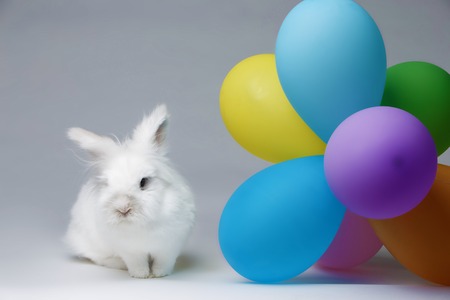 small white rabbit in studio on light backgroundの写真素材