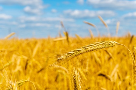 golden wheat field