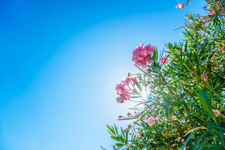 Pink flowers on sky backgroundの写真素材