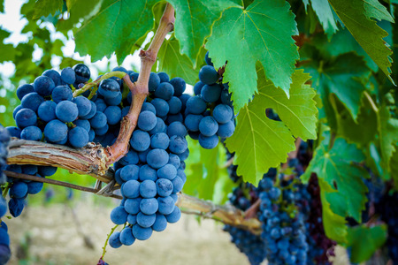 Ripe grapes in fall. autumn harvest.
