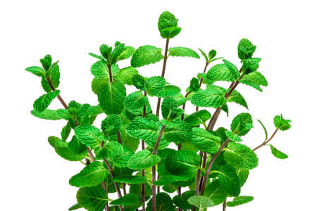 bunch of Fresh mint plant isolated on white background