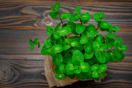 Fresh natural organic mint plant in the pot