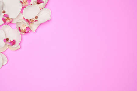 Empty frame with flowers on pink pastel background with copy spaceの写真素材
