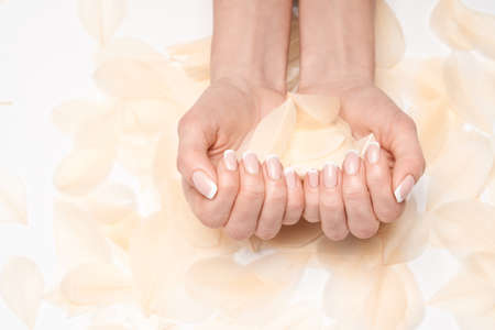 Seashell collection isolated on white backgroundの写真素材