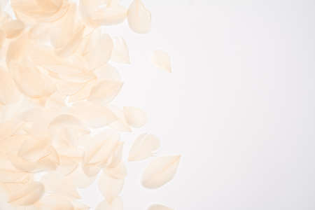 top view of White bird feathers on white backgroundの写真素材