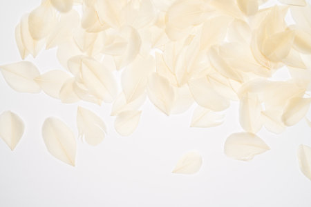 top view of White bird feathers on white backgroundの写真素材