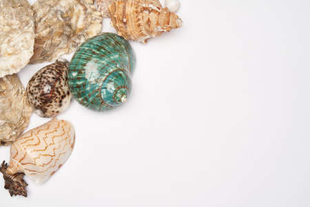 Frame made of seashells isolated on white background with copy spaceの写真素材