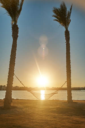 Empty hammock between palm trees on tropical beachの写真素材