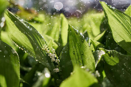 Blooming lily of the valley flowers dew or rain dropsの写真素材