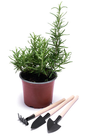 fresh green rosemary pot and mini garden tools isolated on white backgroundの写真素材