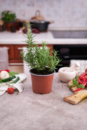 fresh green rosemary pot on the table at domestic homeの写真素材