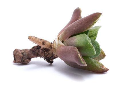Haworthia Succulent Plant with roots Isolated on White Backgroundの写真素材